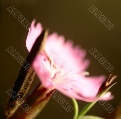 dianthus flower