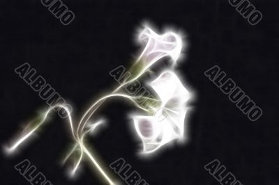 abstract fractal oxalis flowers