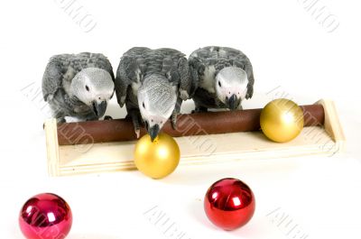 baby parrots playing with christmas balls