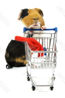 guinea pig is shopping for a christmas hat