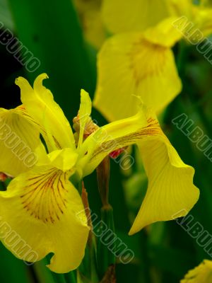 Yellow iris.