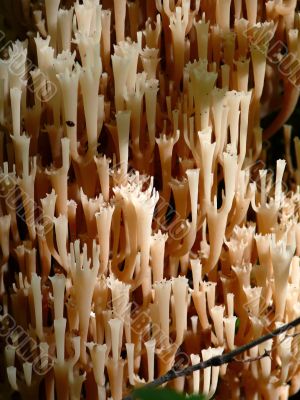 Ramaria Mushroom in dark wood.