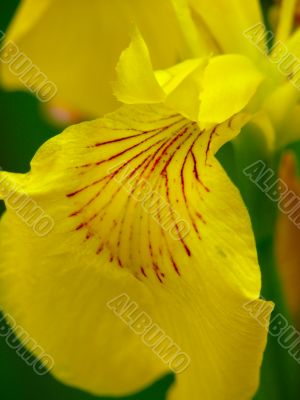 Yellow iris.