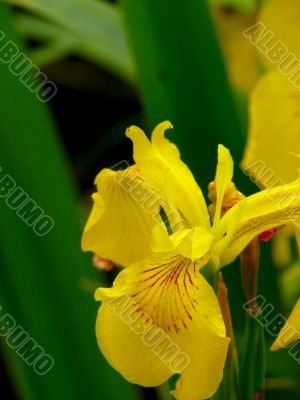 Yellow iris.