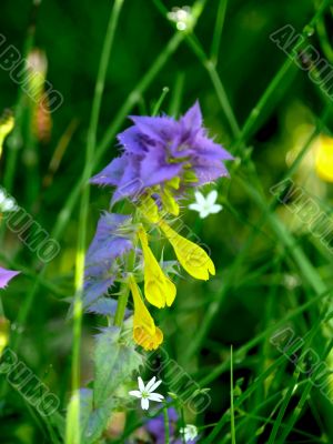 Field flower.