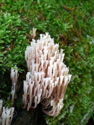 Ramaria Mushroom in dark wood.