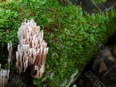 Ramaria Mushroom in dark wood.