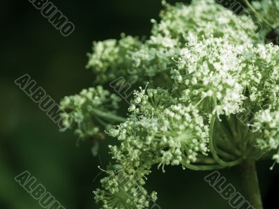 Field flower.