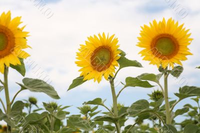 Sunflowers