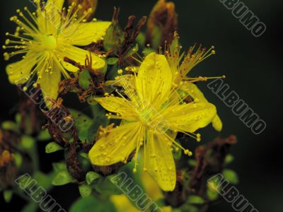 Flowers of a hypericum on a years meadow.