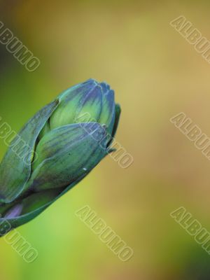 Kidney of a garden flower.