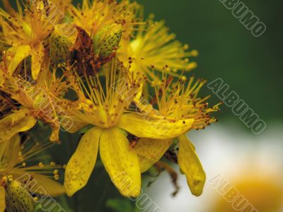 Flowers of a hypericum on a years meadow.