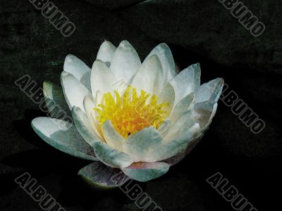 Art. White waterlily. A water flower.