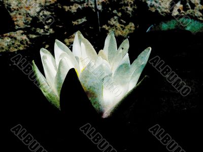 Art. White waterlily. A water flower.