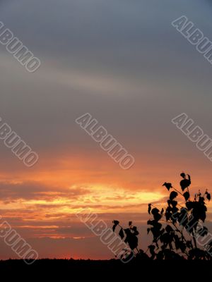 Clouds at a dawn.