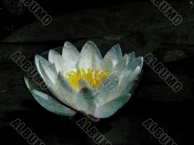 Art. White waterlily. A water flower.