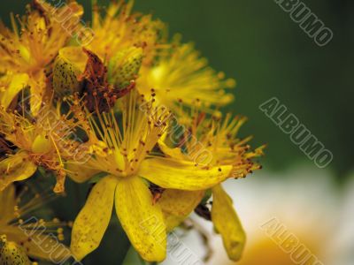 Flowers of a hypericum on a years meadow.