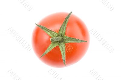 tomato macro