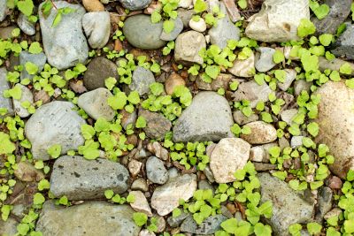 Little plants between rocks
