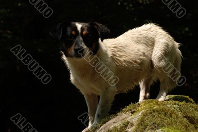 Wet dog