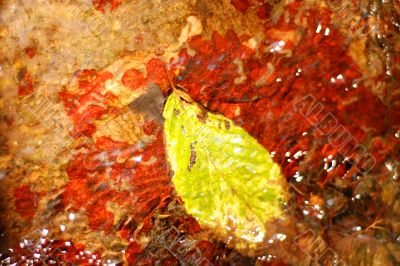Fallen Leaf Over Red Rock