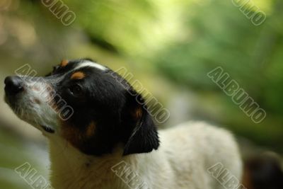 cute dog