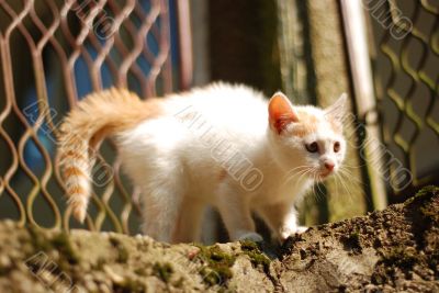 Dangerous cat