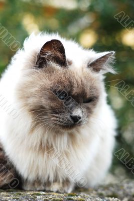Cat on fence
