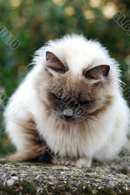 Cat on fence
