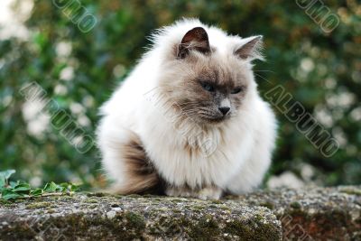 Cat on fence