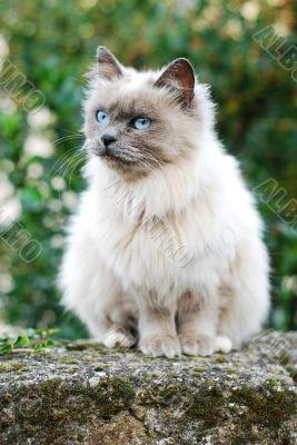 Cat on fence