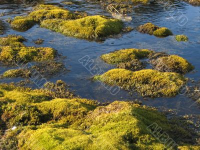 Green moss in water