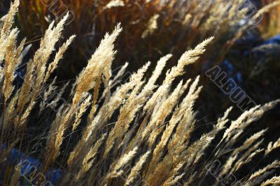 Straw In Sunlight