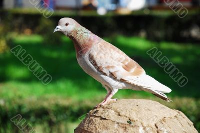 Pigeon