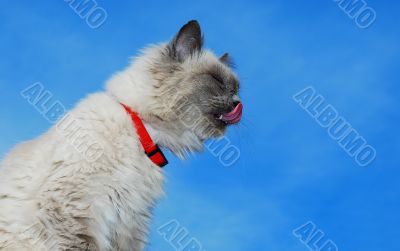 Cat cleaning itself