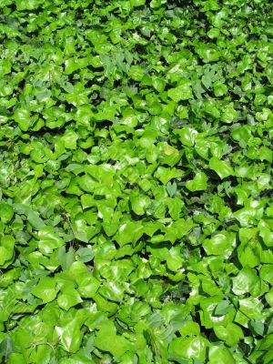 climbing plant