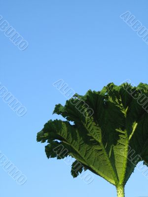 giant green leaf close-up