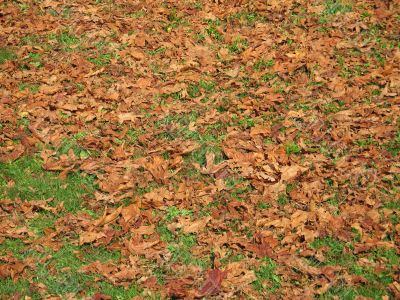 brown leaves