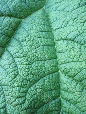 giant green leaf close-up