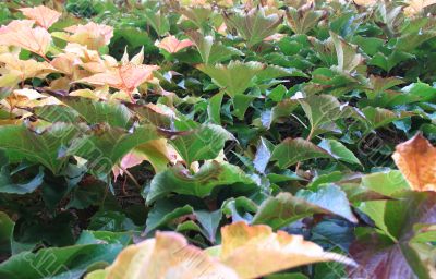 climbing plants background