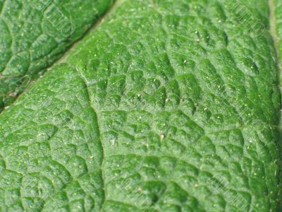giant green leaf close-up