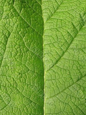 giant green leaf close-up