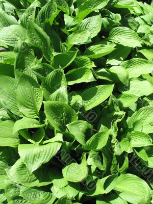 green leaves background