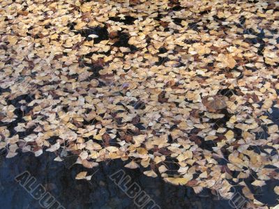 brown leaves floating on water