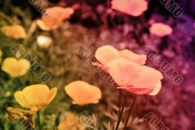 Magic field