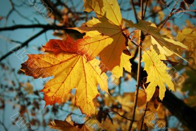 Autumn maple leaf