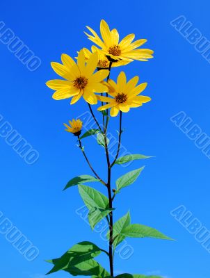 Yellow Flowers