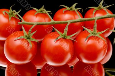 Red tomato on black