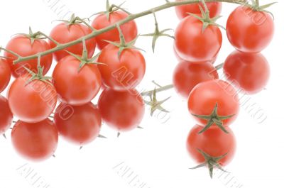 Red tomato on white macro