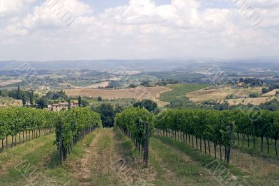 Vineyards near San Gimignano (Siena, Tuscany)